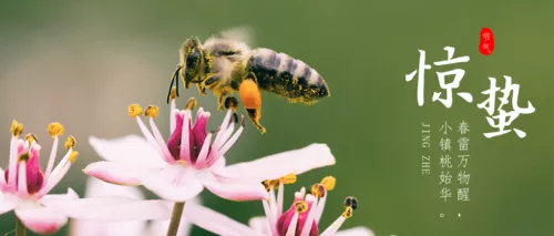 简约清新惊蛰节气宣传公众号推图