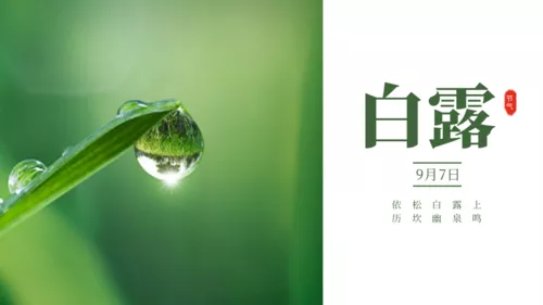 简约白露横版海报