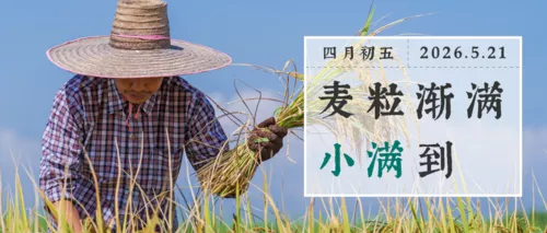 小满传统节气农田麦穗实景