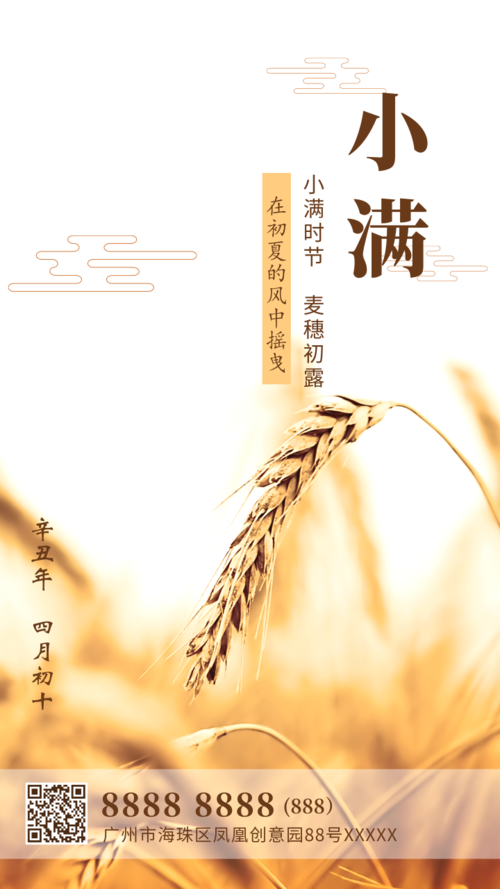 传统节气小满稻田麦穗实景