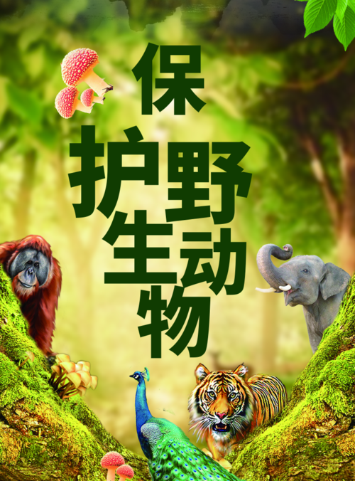 简约保护野生动物海报