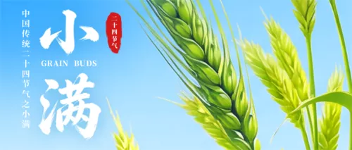 3D风清新麦穗小满节日祝福公众号推送首图