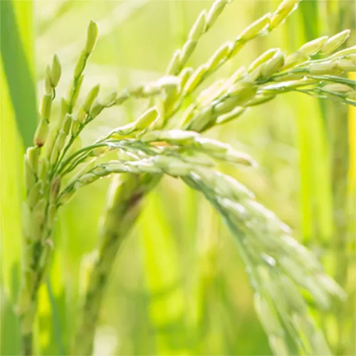 小满节气祝福营销公众号推送小图