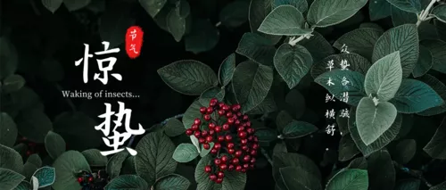 简约惊蛰节气公众号主图