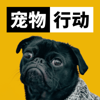 黄底黑白字宠物活动宣传推送小图