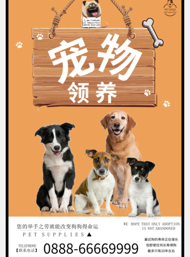 领养过程中的注意事项